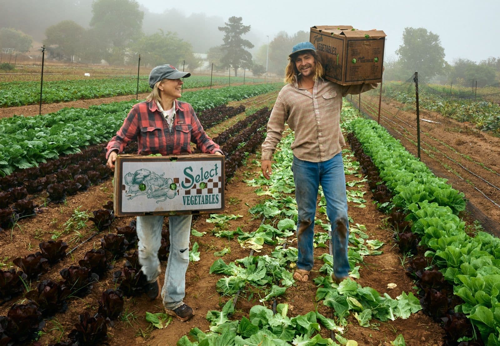 Two farmers carrying a crate of fresh produce through rows of green crops